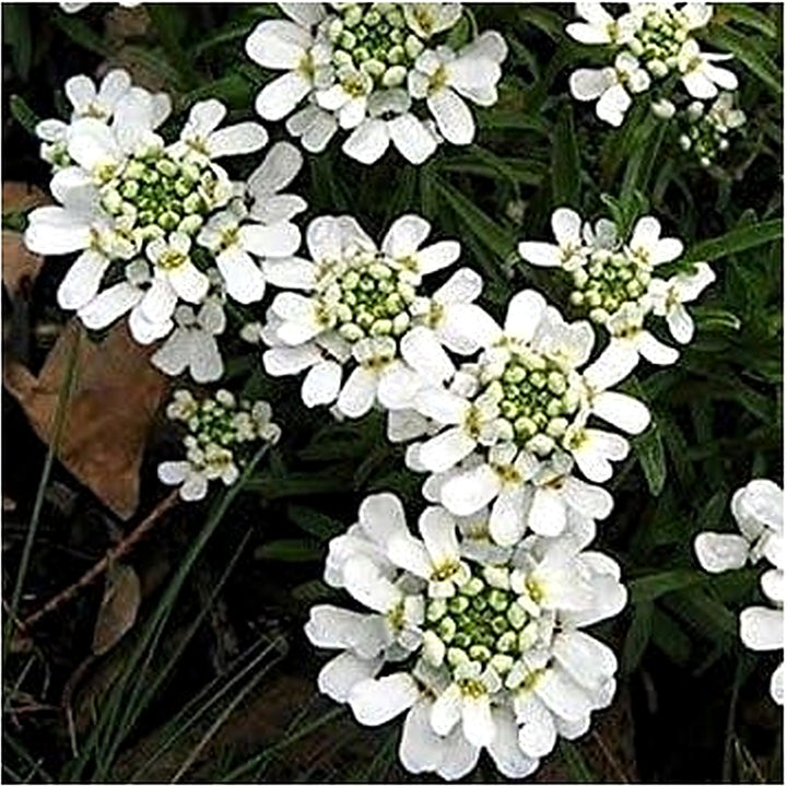 White Candytuft Flower Seeds for Planting [neera-v5-e7f17f2e51edb9bc8d06]