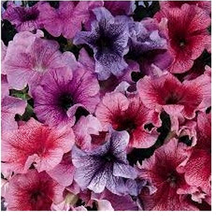Daddy Mixed F1 Petunia Seeds for Planting [neera-v5-e7f610fb0d1b1a2ae835]