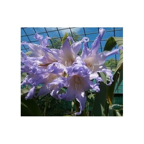 White Blue Hippeastrum Rutilum Flower Seeds [neera-v5-e7fb489064652d3a9bec]