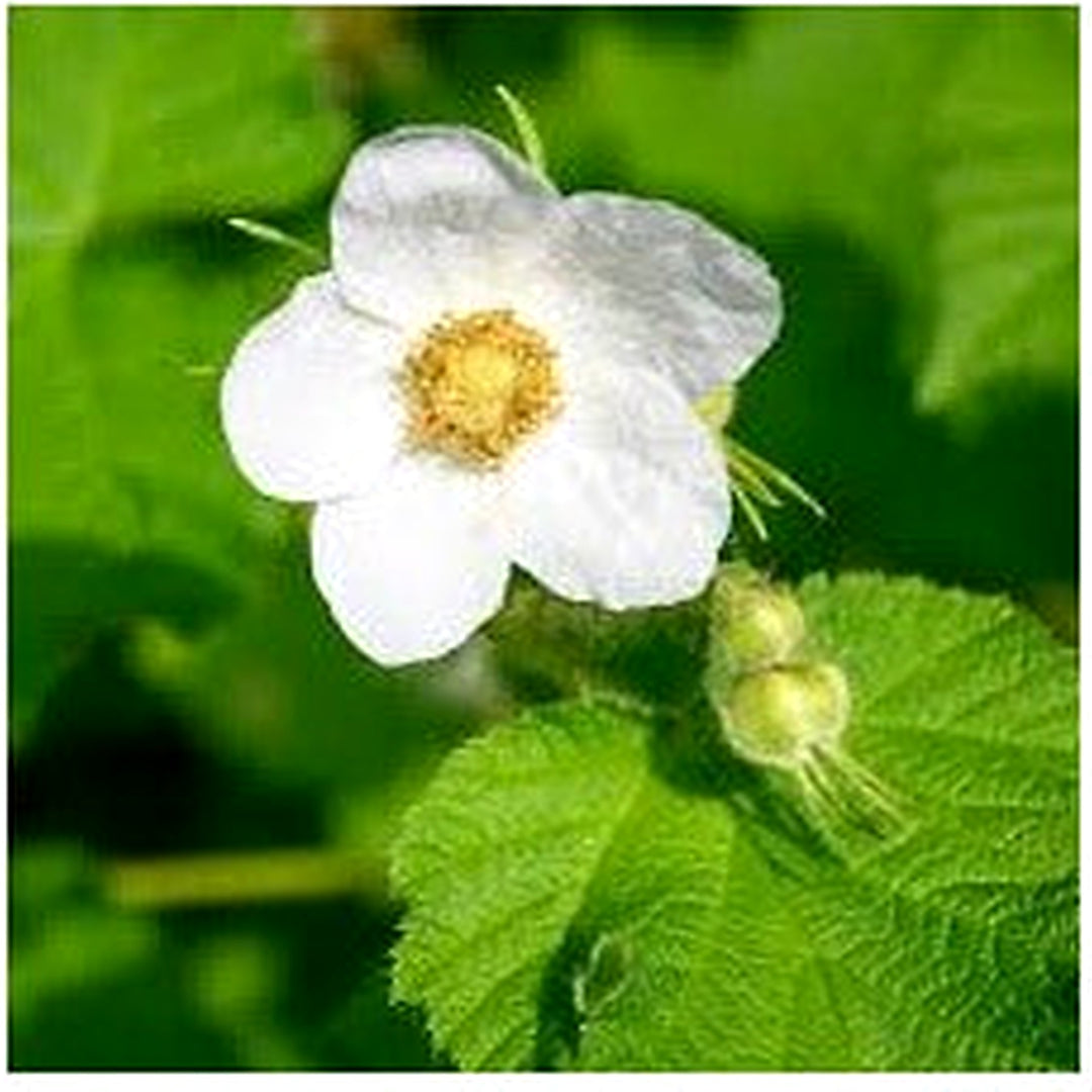 Heirloom Non Gmo Rubus Parviflorus Flower For Planting Edible Thimbleberry Blooms For Wild Gardens [neera-v5-e7fc58cd4a8b4796a7b4]
