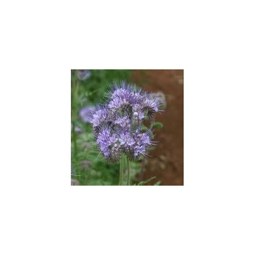 Heirloom Phacelia Flower Seeds for Garden Planting, Non-GMO, Bee-Friendly Blooms for Wildflower Beds [neera-v5-e7fe0533bd8fb77995fd]