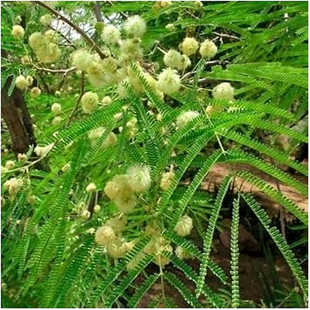 Green Desert Fern Flower Seeds for Garden [neera-v5-e80d560071daef58eee3]