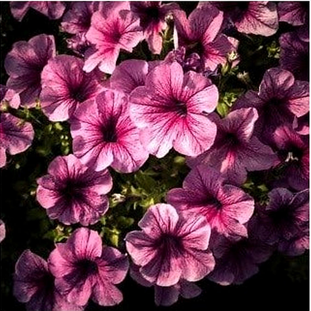 Pink Black Petunia Flower Seeds for Planting [neera-v5-e80f5f9a35d404170752]