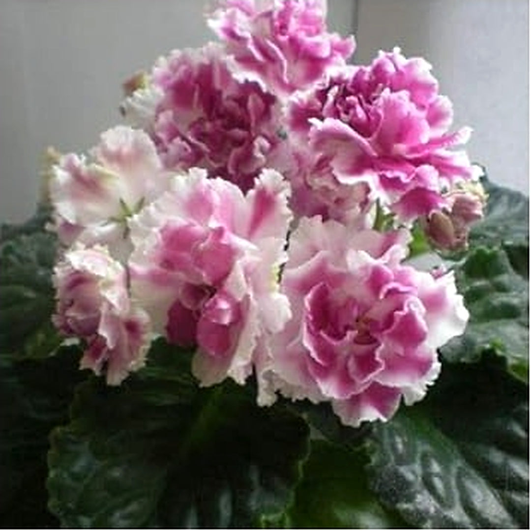Organic Purple White Saintpaulia Flower Seeds for Planting [neera-v5-e81ed829e977126893c7]