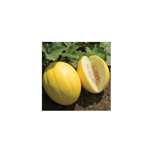 Yellow Cantaloupe Fruit Seeds for Planting [neera-v5-e82745eeaea41e81064a]