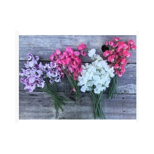 Winter Flowering Sweet Peas Short Day Christmas Blooms Heirloom Non Gmo Fragrant Climbing Seeds for Planting [neera-v5-e82ce74203ae917a4a59]