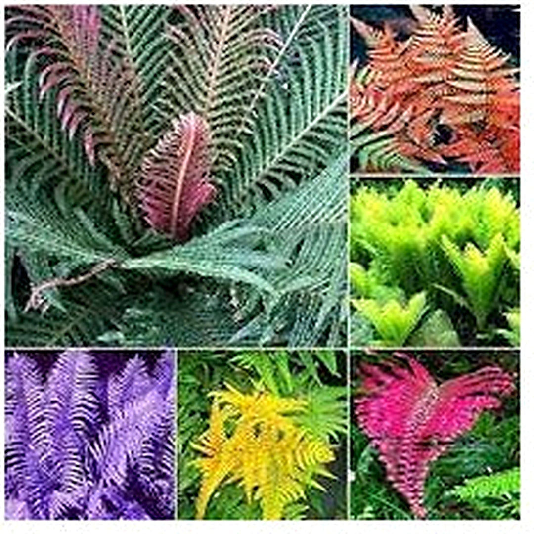 Heirloom Non-GMO Mixed Color Fern Pteridophyta Plant Seeds for Planting [neera-v5-e82e6c9febe191a82724]