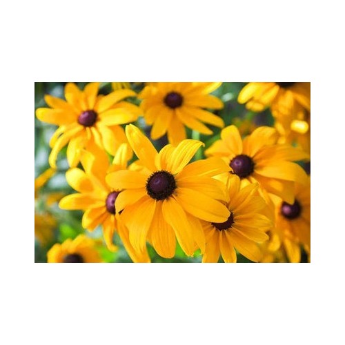 Black Eyed Susan Planting Heirloom Perennial Non Gmo Flower Rudbeckia Planting Flower Seeds [neera-v5-e8370f136804dce362a7]