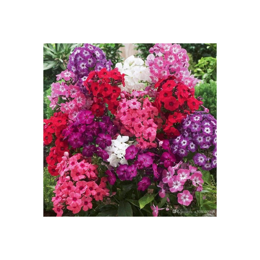 Phlox St Century Mix Phlox Drummondii Annual Flower For Colorful Backyard Gardening Flower Seeds [neera-v5-e840bdc5d9455f948580]
