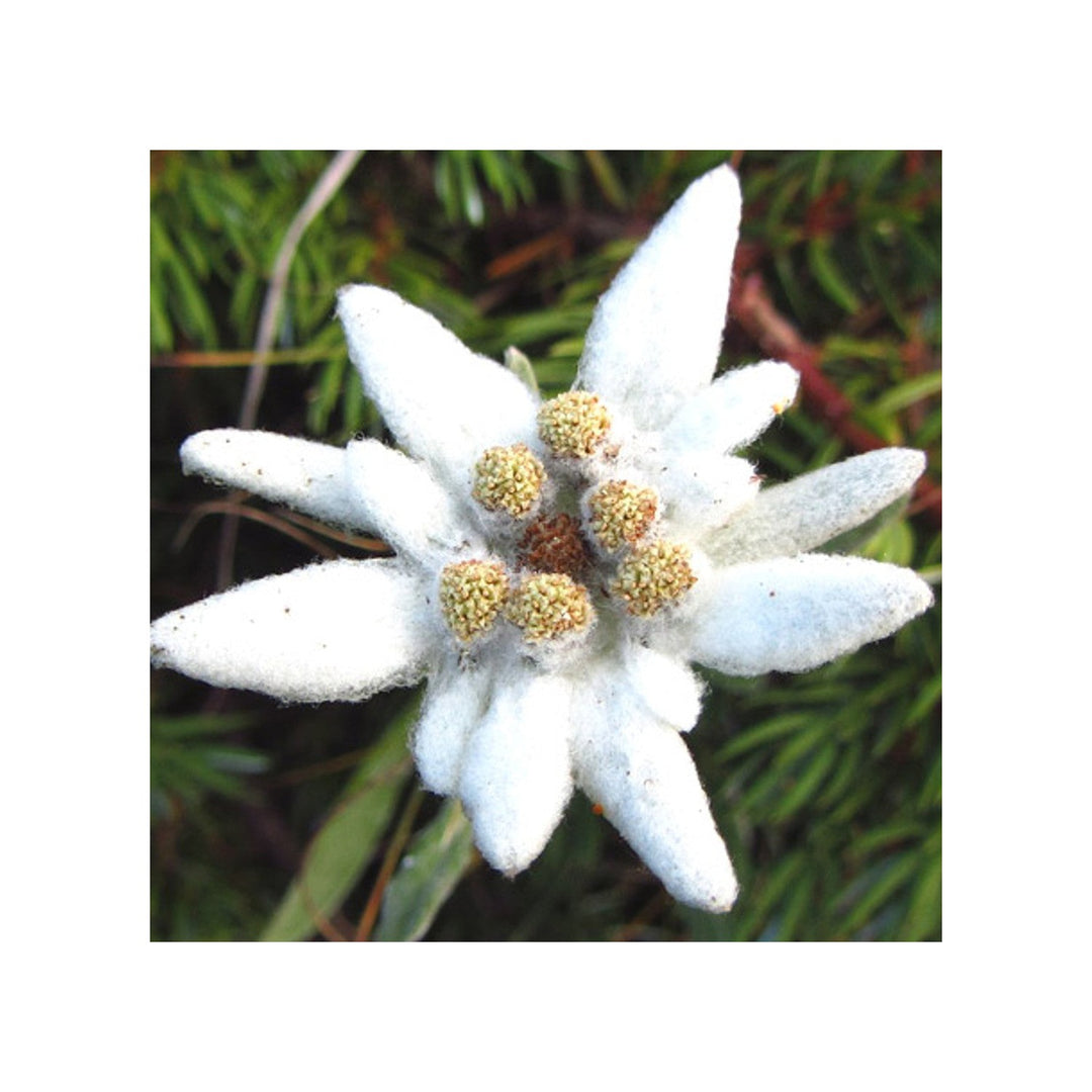 White Leontopodium Flower For Planting Fresh Non Gmo Flower Seeds for Home Garden Planting, [neera-v5-e841a61415763716dfca]