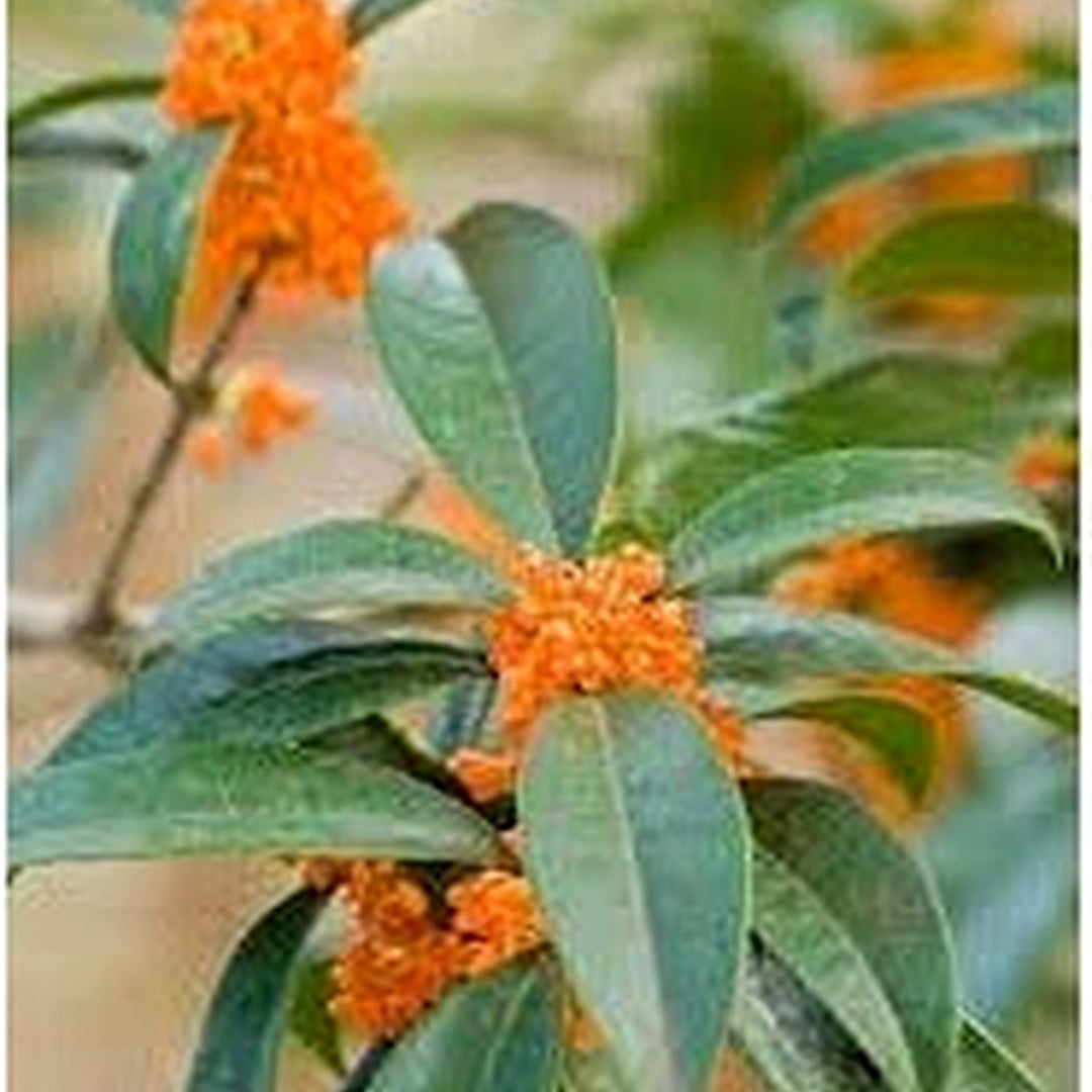 Heirloom Non-GMO Osmanthus Tree Flower Seeds for Planting [neera-v5-e8522e70a283d9a5ed59]