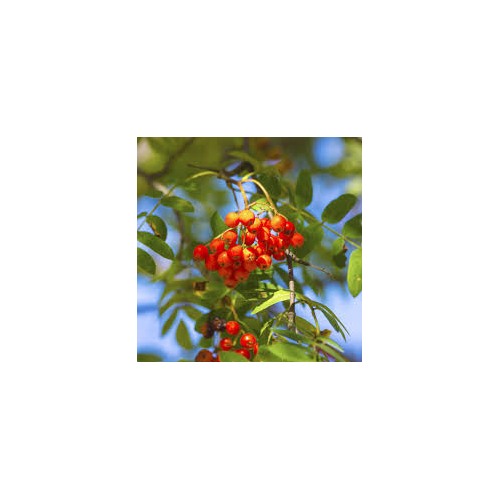Sorbus Aucuparia (Rowan, European Mountain Ash) Seeds [neera-v5-e85238bbf655b806e080]