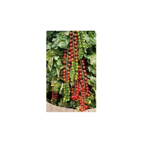 Rapunzel Tomato Seeds for Planting [neera-v5-e858f7ac996599a08a7e]