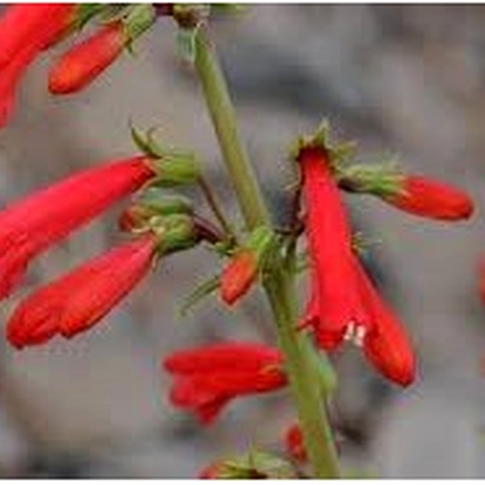 Heirloom Non-GMO Penstemon Eatonii Flower Seeds for Planting [neera-v5-e85c8b6c98aa534d17a9]