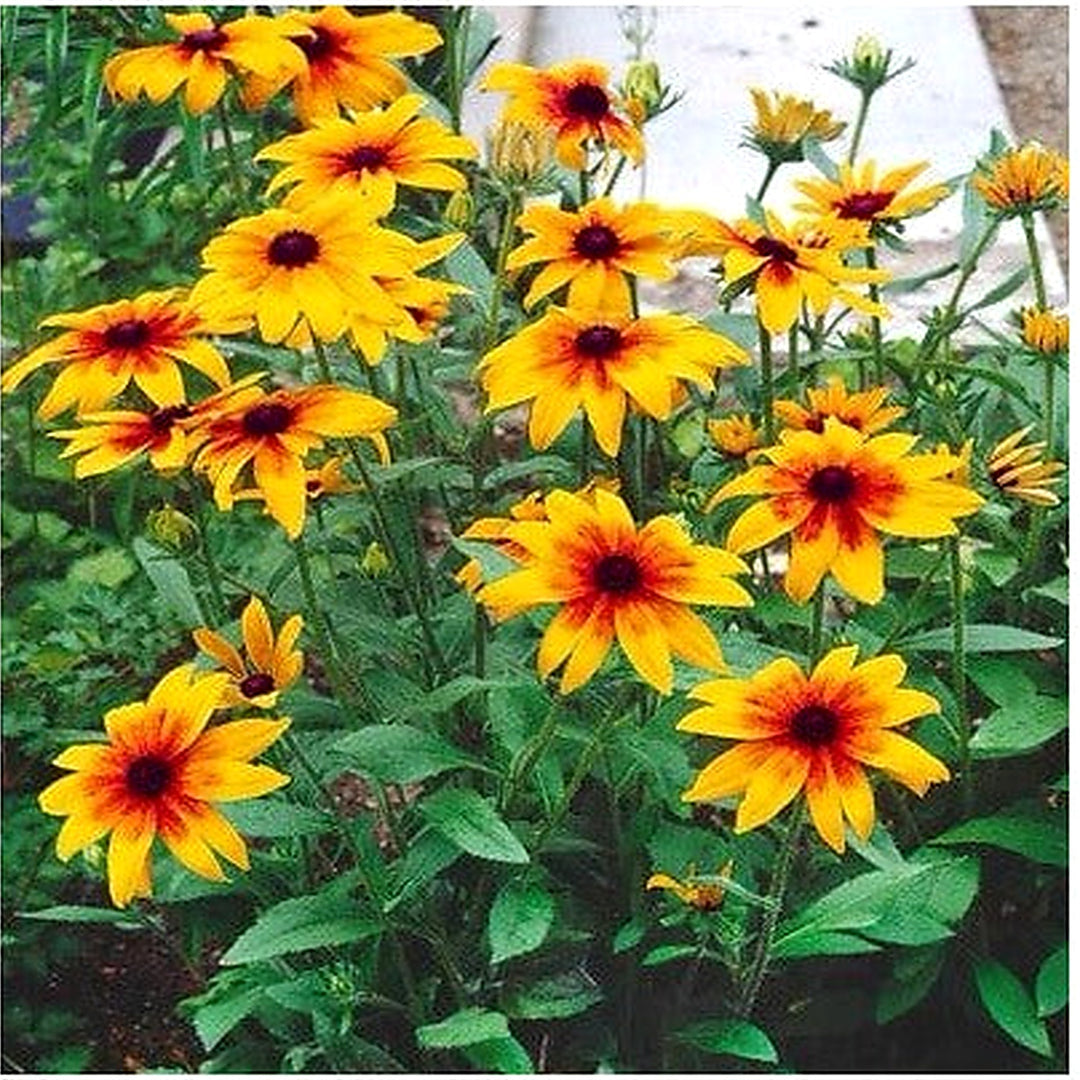 Gloriosa Daisy Planting Rudbeckia Hirta Attracts Butterflies Usa Ship Heirloom Non Gmo Flower [neera-v5-e85fae7ec5f0b2e5ba5e]