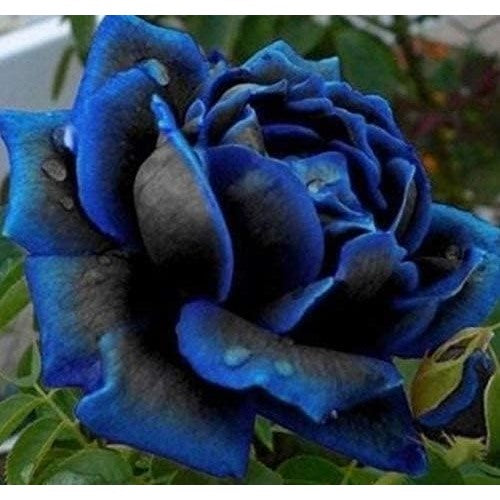Purple Black Supreme Rose Plant Seeds for Planting Non-GMO Heirloom Garden Seeds for Growing [neera-v5-e8637625ba1bccb4df4f]
