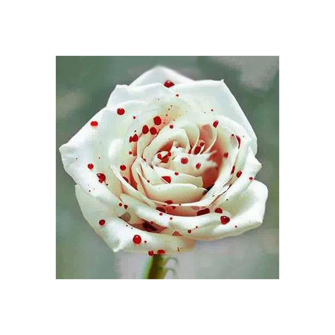 White Blood Rose Rosa Spp Flower For Planting In Backyard Gardening Patio Containers Flower [neera-v5-e863e14456ef181dffe1]