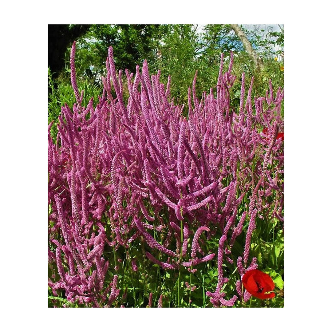 Lavender Heirloom Non Gmo Limonium Suworowii Flower Ornamental Sea Flower Flower Seeds for Home [neera-v5-e88489d94dcee0fae618]