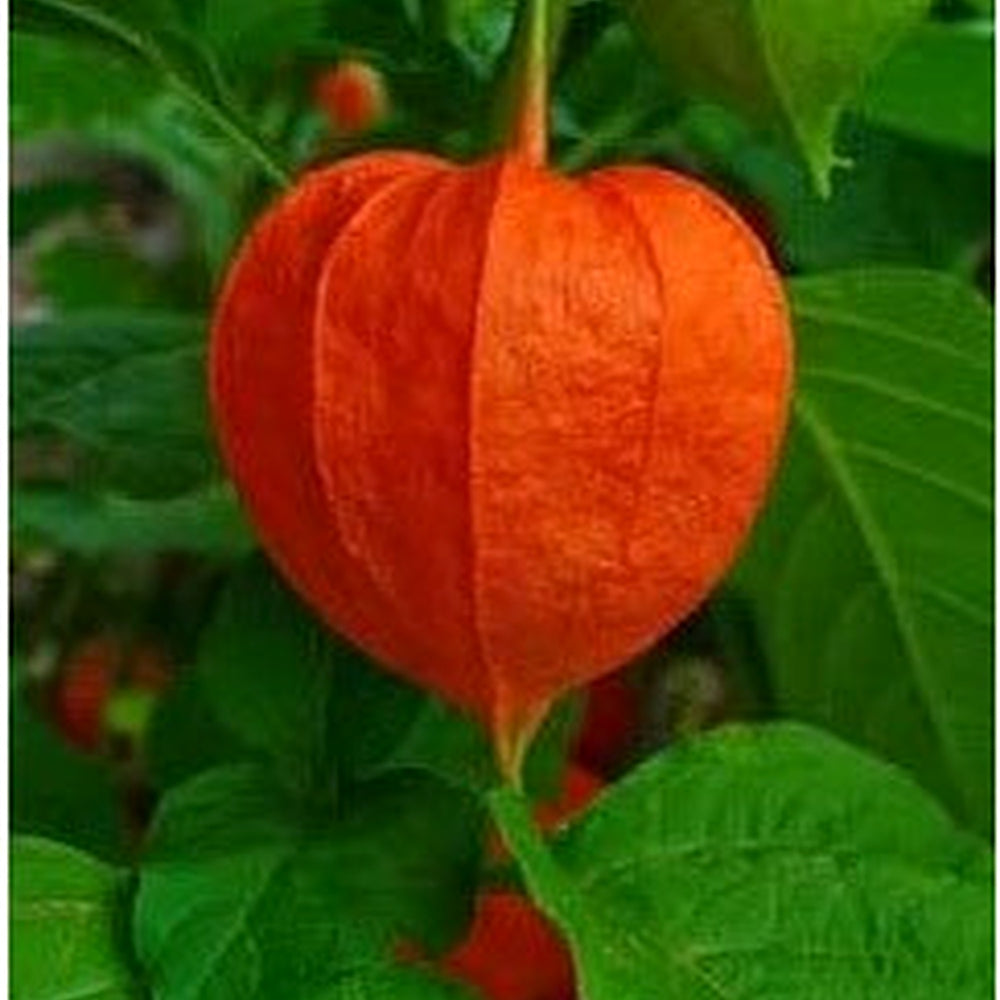 Physalis Fruit Seeds Red NON GMO Seeds [neera-v5-e88abf7ce2451c925412]