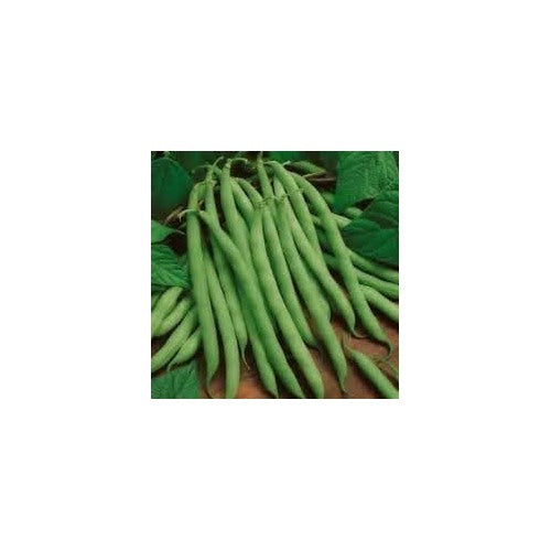 Bean Seeds for Gardening [neera-v5-e890c7ad68e51c178a46]