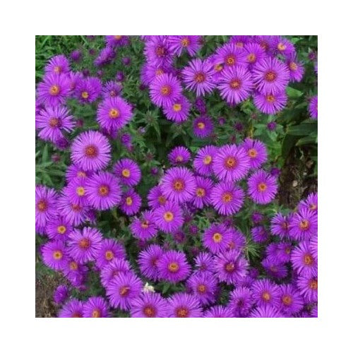Purple New England Aster Perennial Heirloom Fall Planting Usa Non Gmo Flower Seeds Home Garden [neera-v5-e89428dbad6acd66de1a]