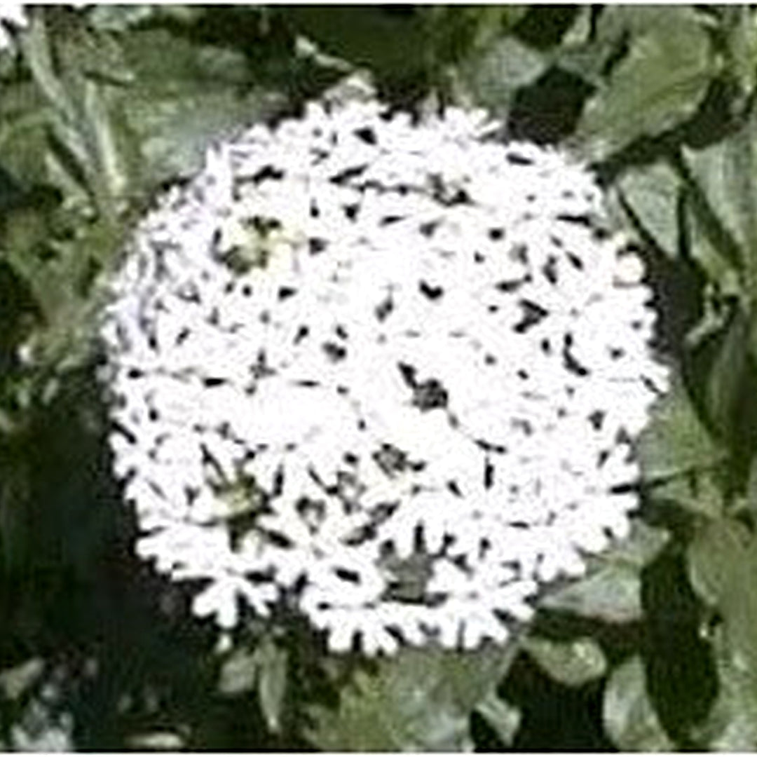 Red Heirloom Non Gmo Maltese Cross Flower For Planting Bright Hardy Blooms For Cottage Gardens [neera-v5-e8982d749b85fd733f01]
