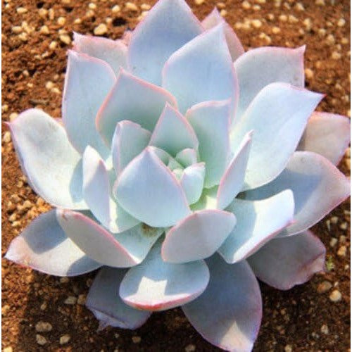 White Echeveria Cante Cm Choice Leaved Mexican Rosette Succulent Flower Seeds Home Garden [neera-v5-e8a3216a24f6d7ebae4a]