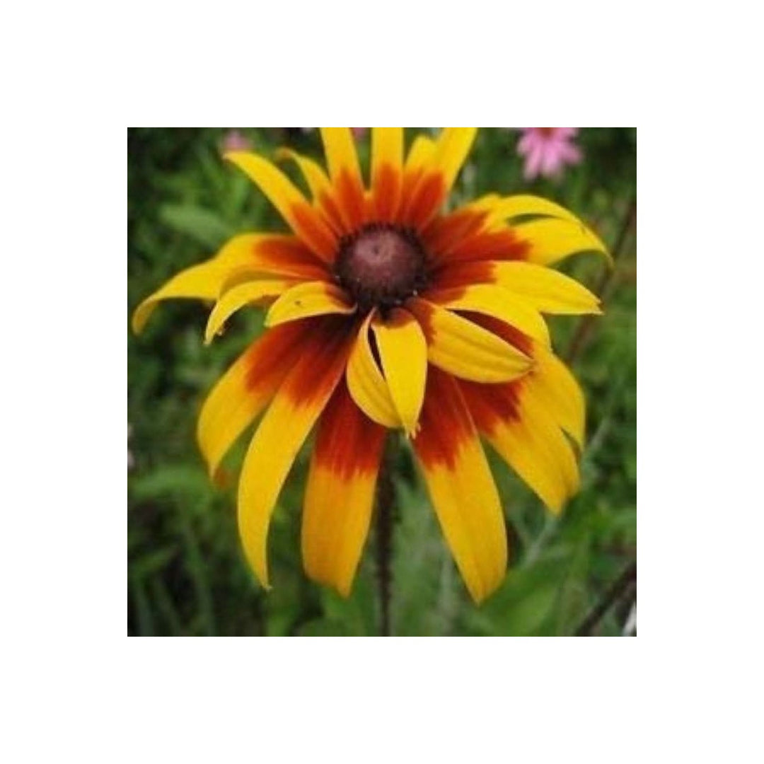Gloriosa Daisy Heirloom Wildflower Pollinator Friendly Flower Seeds for Home Garden Planting, [neera-v5-e8a708f7aa2f716cb143]