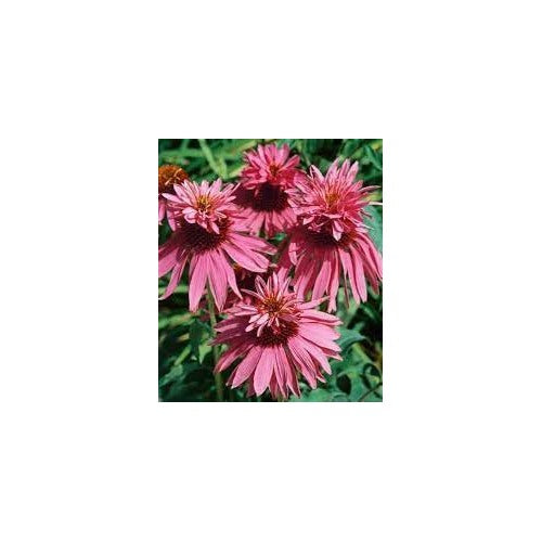 Heirloom Echinacea Double Decker Coneflower Seeds for Planting [neera-v5-e8ac0898a64269ab12eb]