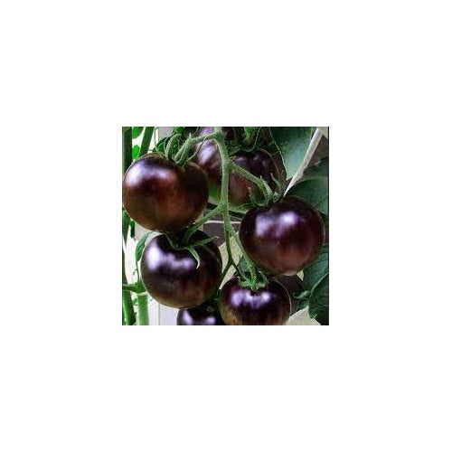 Purple Tomato Seeds for Planting [neera-v5-e8b34a88f4ff319ead22]