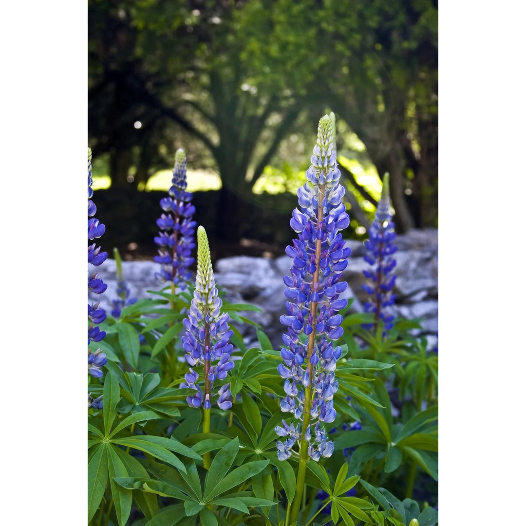 Lupine Lupinus Perennis Flower For Planting In Backyard Flower Beds Or Ornamental Home Gardens [neera-v5-e8b9d7e67f05aecb4aed]