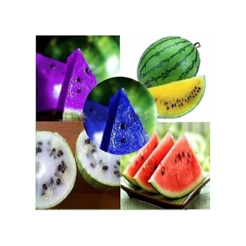 Multi-Colour Watermelon Fruit Seeds for Planting [neera-v5-e8c33f26f446dce6ef49]