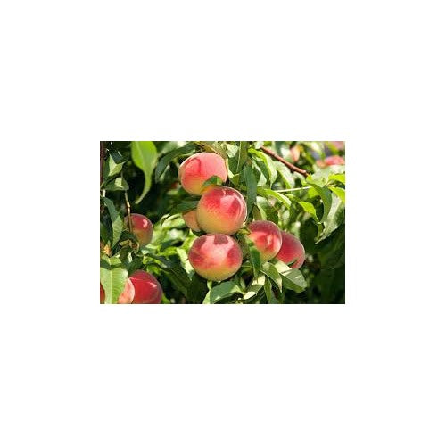 Elberta Peach fruit Seeds for Planting [neera-v5-e8ce3aa7f8e997b9833e]