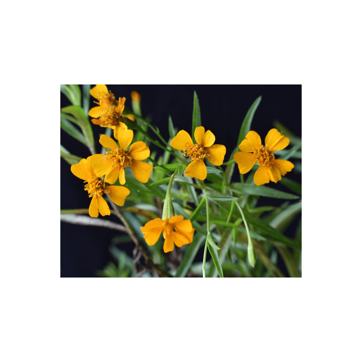 Heirloom Mint Marigold Flower Non Gmo Fragrant Blooms Herb And Garden Planting Flower Seeds [neera-v5-e8d146a94174066f66b2]