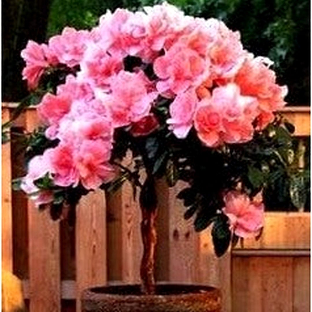 Heirloom Non-GMO Light Pink Miniature Rose Flower Seeds [neera-v5-e8ddd240e92698d7fc3f]