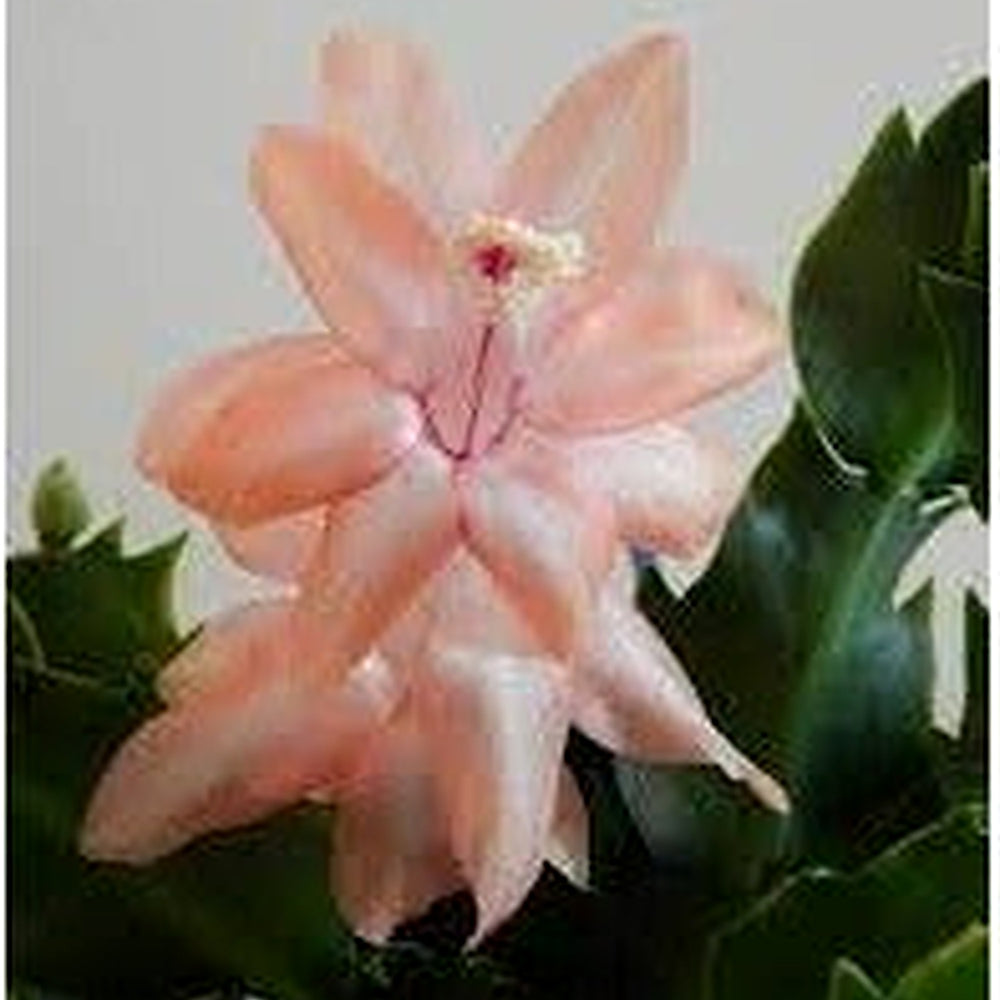 Heirloom Non-GMO Schlumbergera Flower Seeds for Planting [neera-v5-e8e1d2f7fa828de95a48]