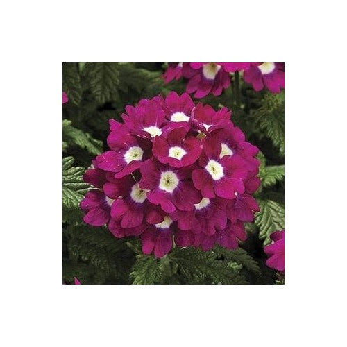 Burgundy Verbena Flower Seeds for Planting [neera-v5-e8e83b93fe92b0f8d4b6]