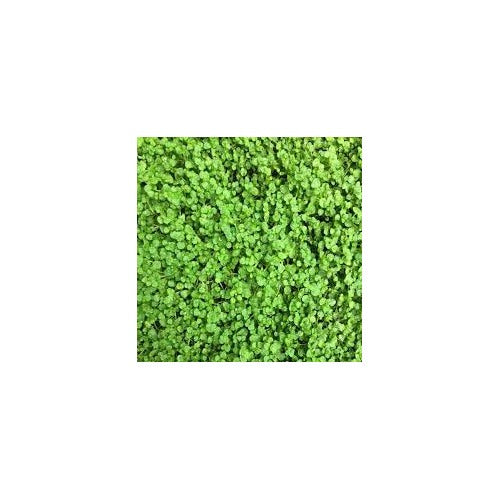 Corsican Mini Mint Seeds [neera-v5-e8f0303db10b6212305d]