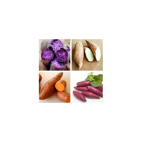 Mixed Sweet Potato Seeds [neera-v5-e8f8a52188f59c202e2d]