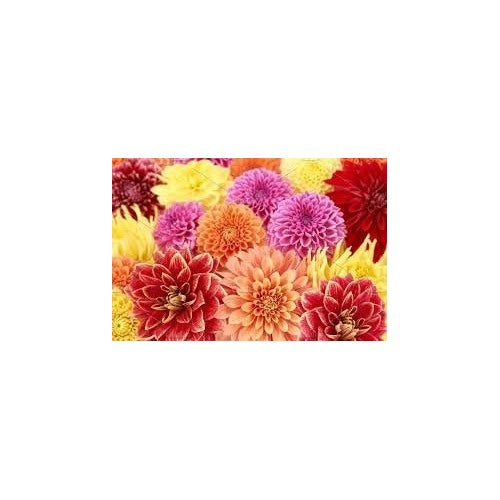 Marigold Flower Seeds for Planting 100 pcs [neera-v5-e8fd37fd4ba52f932c73]