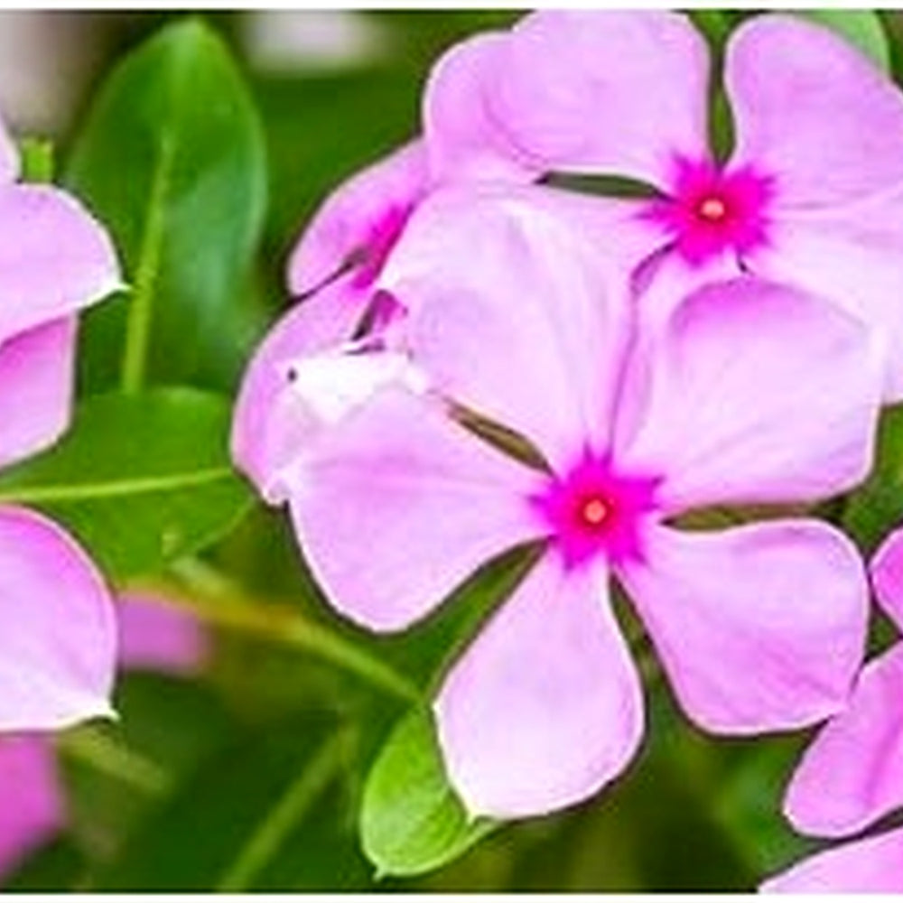 Heirloom Non-GMO Light Pink Periwinkle Flower Seeds for Soft and Graceful Garden Planting [neera-v5-e8fea758677328f678d9]