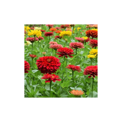 California Giant Zinnia For Huge Colorful Zinnia Blooms Flower Seeds for Home Garden Planting, [neera-v5-e9071c3a7002d3152316]