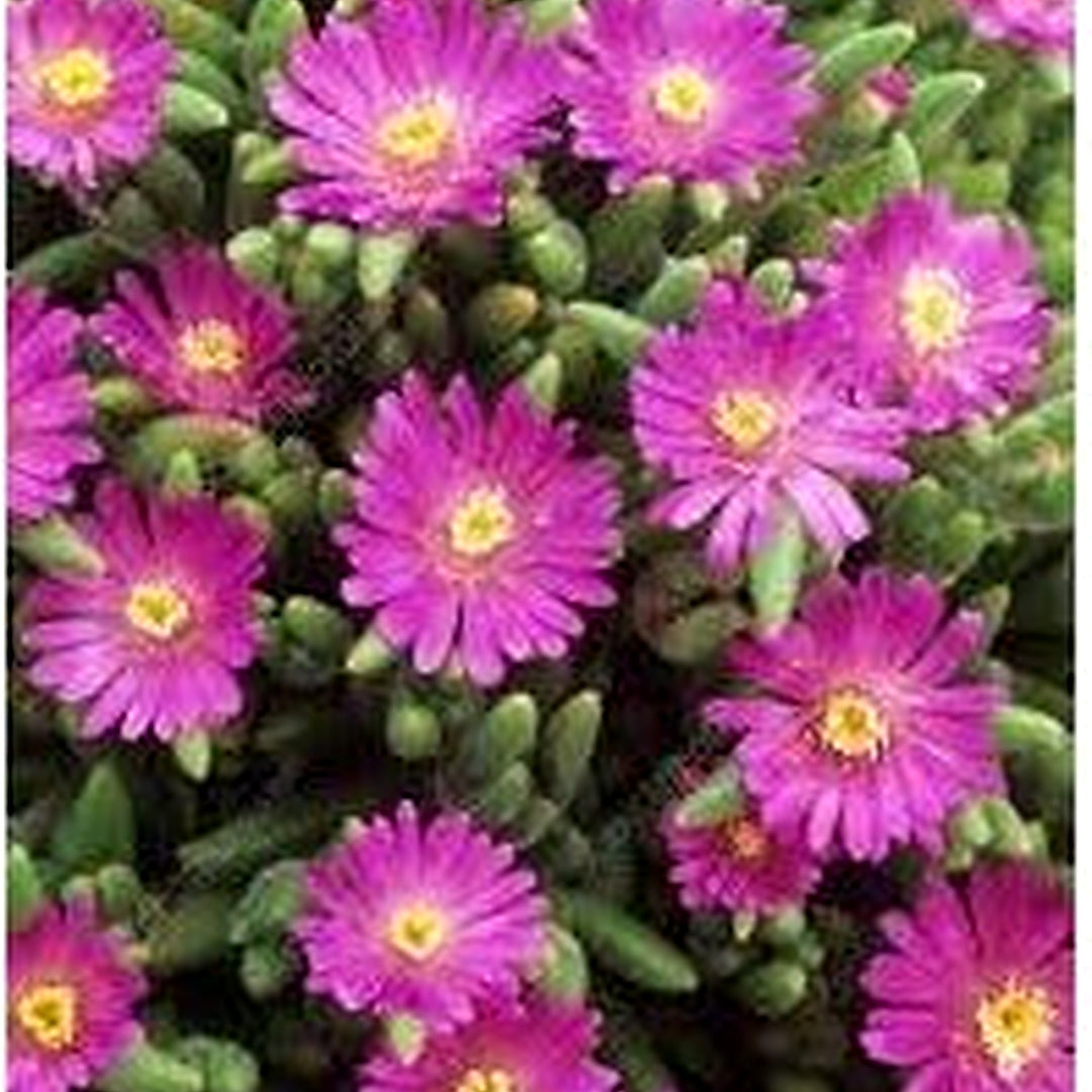Heirloom Drosanthemum Hispidum Flower For Garden Planting Non Gmo Hardy Ice Plant Blooms Flower [neera-v5-e91baaef9b4767946947]