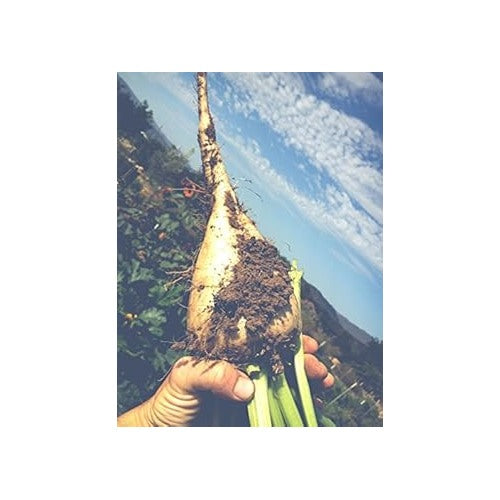 White Sugar Beet Seeds for Planting [neera-v5-e91d022adcd9ee20c72a]