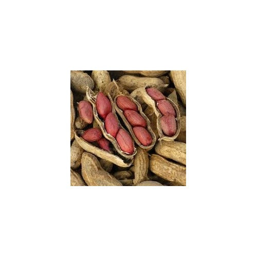 Valencia Peanuts Seeds for Planting [neera-v5-e92342da6d8762d11589]