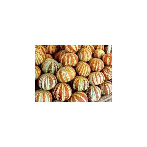 Kajari Melon Seeds [neera-v5-e92a252b3a2fffa156a9]