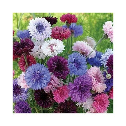 Cornflower Bachelor Button Tall Mix Cut Flowers Butterflies Non Gmo Heirloom Flower Seeds Home [neera-v5-e93487b091bf7b2f1b03]
