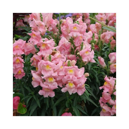Appleblossom Snapdragon Planting Heirloom Non Gmo Easy To Grow Annual Blooms Flower Seeds [neera-v5-e93c7c2742f256eb3f25]