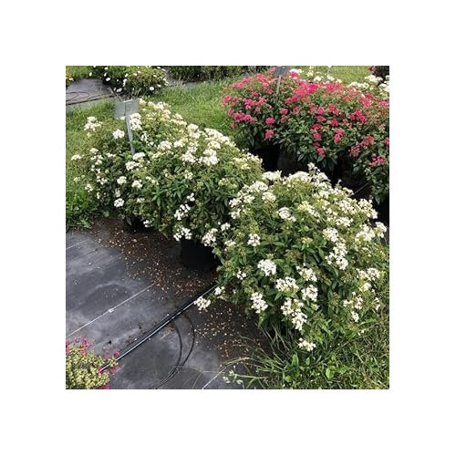 Heirloom Non-GMO Pelleted Flower Seeds for Planting [neera-v5-e93e1a2ba256c1854881]