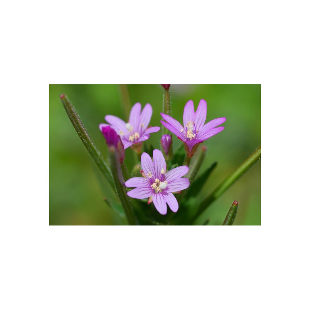 Epilobium Glandulosum Flower For Planting Organic Heirloom Non Gmo Wildflower Flower Seeds for Home [neera-v5-e955a9d91a4ddf536f67]
